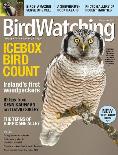 BirdWatching November 1st, 2015 Digital Back Issue Cover