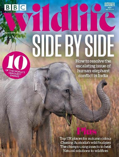 Bbc Wildlife October 1st, 2023 Digital Back Issue Cover