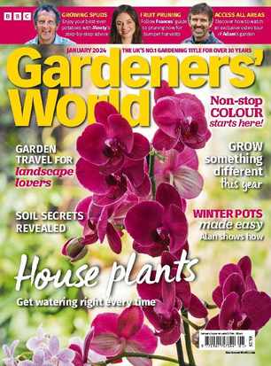 Agapanthus 'Brilliant Blue'  BBC Gardeners World Magazine