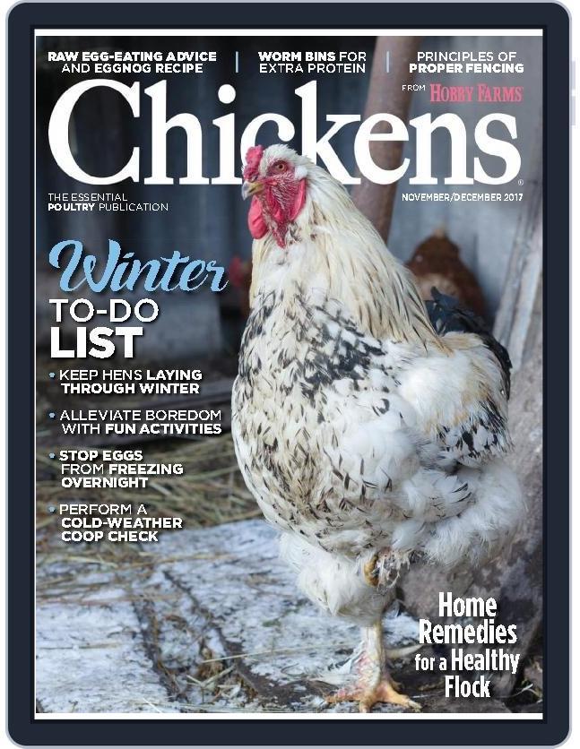 Chickens November 1st, 2017 Digital Back Issue Cover