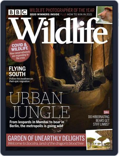 Bbc Wildlife November 1st, 2020 Digital Back Issue Cover