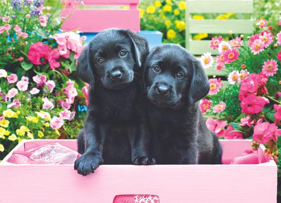 Black Labs in Pink Box Puzzle