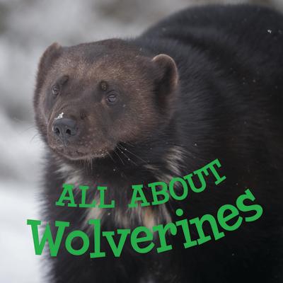 All about Wolverines: English Edition