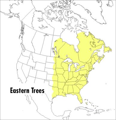 A Peterson Field Guide to Eastern Trees: Eastern United States and Canada, Including the Midwest