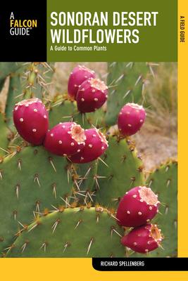 Sonoran Desert Wildflowers: A Guide To Common Plants