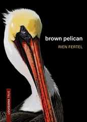 Brown Pelican Subscription