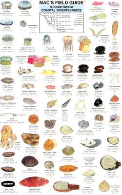 Mac's Field Guides: Northwest Coastal Invertebrates