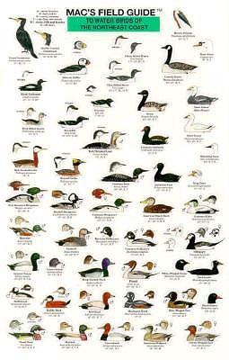 Mac's Field Guides: Northeast Coastal Water Birds Subscription