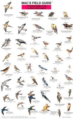 Mac's Field Guides: Northwest Park & Backyard Birds