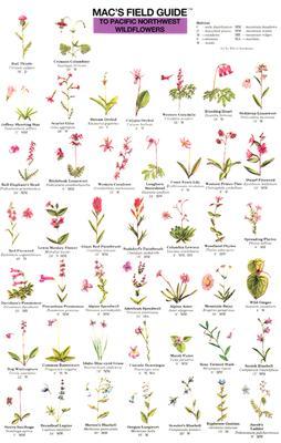 Mac's Field Guides: Pacific NW Wildflowers