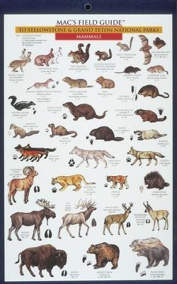 Mac's Field Guides: Yellowstone Birds & Mammals