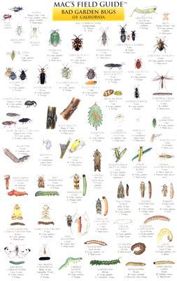 Mac's Field Guides: California Garden Bugs