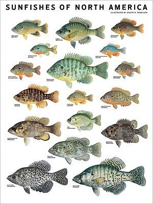 Sunfishes of North America