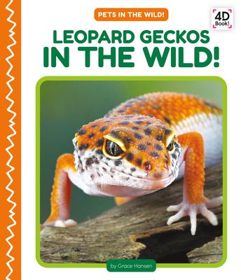 Leopard Geckos in the Wild!