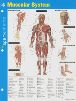 Muscular System Sparkcharts: Volume 44