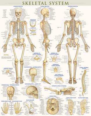 Skeletal System Poster (22 X 28 Inches) - Laminated: A Quickstudy Anatomy Reference