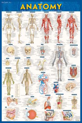 Anatomy Poster (24 X 36) - Laminated: A Quickstudy Reference