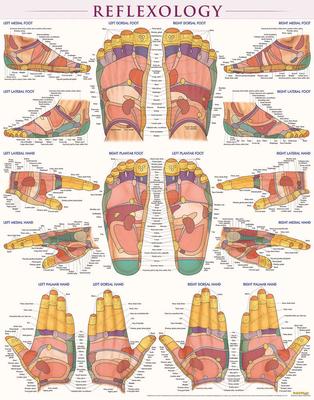 Reflexology Poster (22 X 28 Inches) - Laminated: A Quickstudy Anatomy Reference