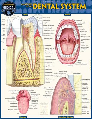 Dental Anatomy: Quickstudy Laminated Reference Guide Subscription