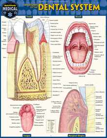 Dental Anatomy: Quickstudy Laminated Reference Guide