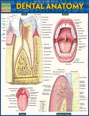 Dental Anatomy