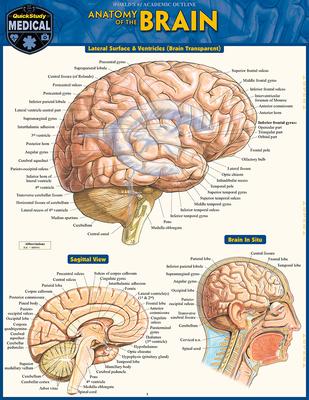 Brain: Quickstudy Laminated Reference Guide Subscription