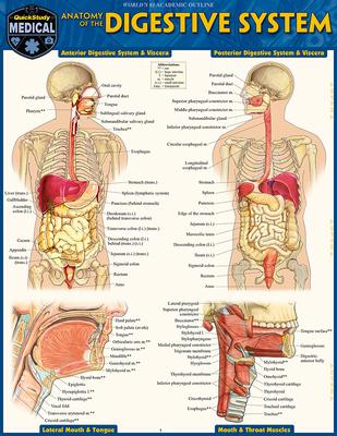 Anatomy of the Digestive System: Quickstudy Laminated Reference Guide Subscription
