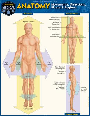 Anatomy - Directions, Planes, Movements & Regions: A Quickstudy Laminated Reference Guide