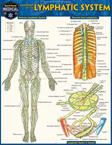 Anatomy of the Lymphatic System: A Quickstudy Laminated Reference Guide