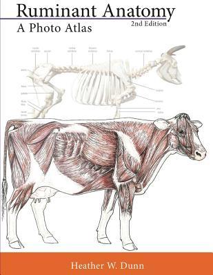 Ruminant Anatomy: A Photo Atlas