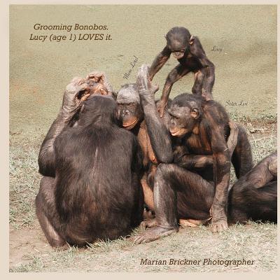 Grooming bonobos: Lucy (age 1) LOVES it