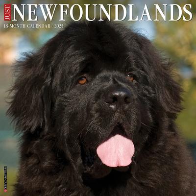 Just Newfoundlands 2025 12 X 12 Wall Calendar