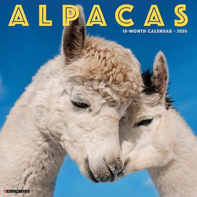Alpacas 2026 12 X 12 Wall Calendar Subscription