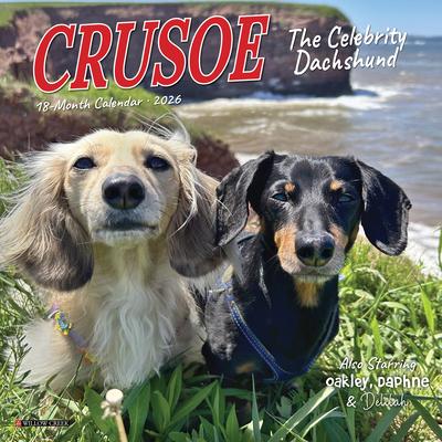 Crusoe the Celebrity Dachshund 2026 7 X 7 Mini Wall Calendar