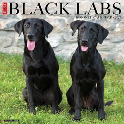 Black Labs 2027 12 X 12 Wall Calendar