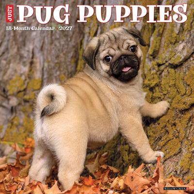 Pug Puppies 2027 12 X 12 Wall Calendar