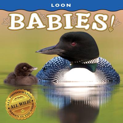 Loon Babies!