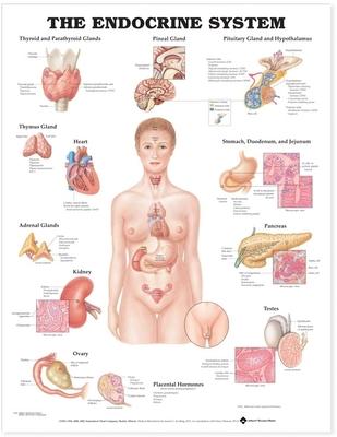 The Endocrine System Anatomical Chart