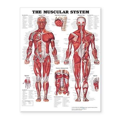 The Muscular System Giant Chart