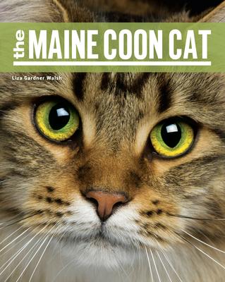 The Maine Coon Cat