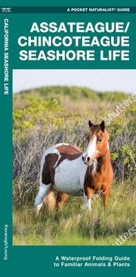 Assateague/Chincoteague Seashore Life: A Folding Guide to Familiar Animals & Plants