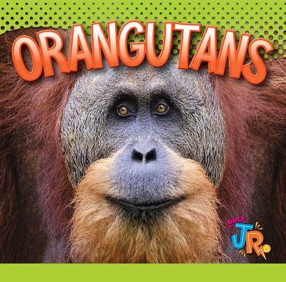 Orangutans