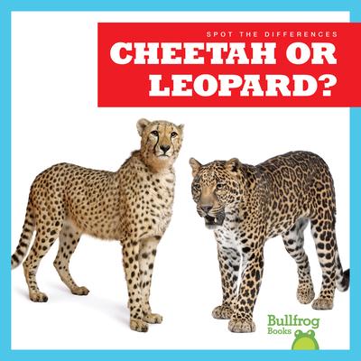 Cheetah or Leopard?