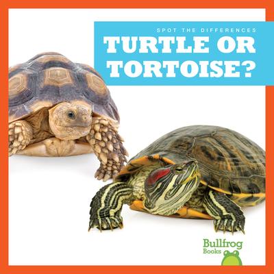 Turtle or Tortoise?