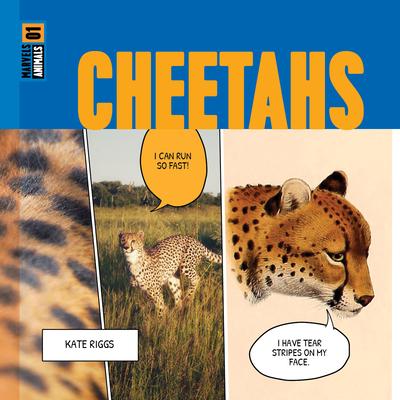 Cheetahs