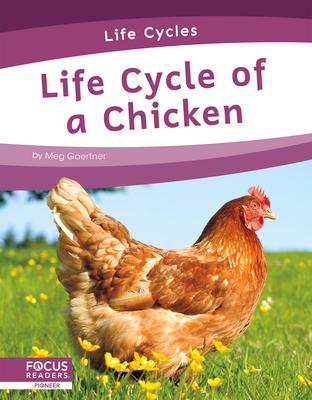 Life Cycle of a Chicken