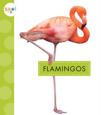 Flamingos