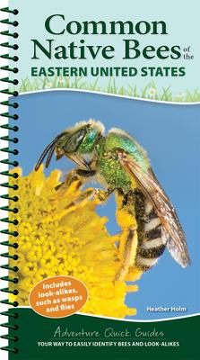 Common Native Bees of the Eastern United States: Your Way to Easily Identify Bees and Look-Alikes