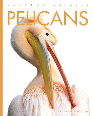 Pelicans