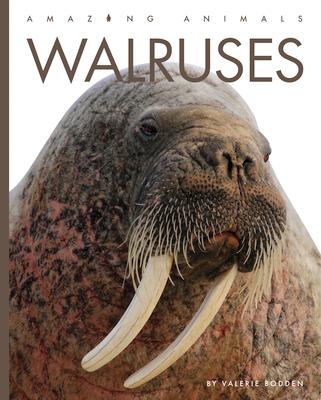 Walruses